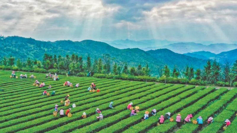 果蔬配送区域代理加盟：标准规范与市场洞察