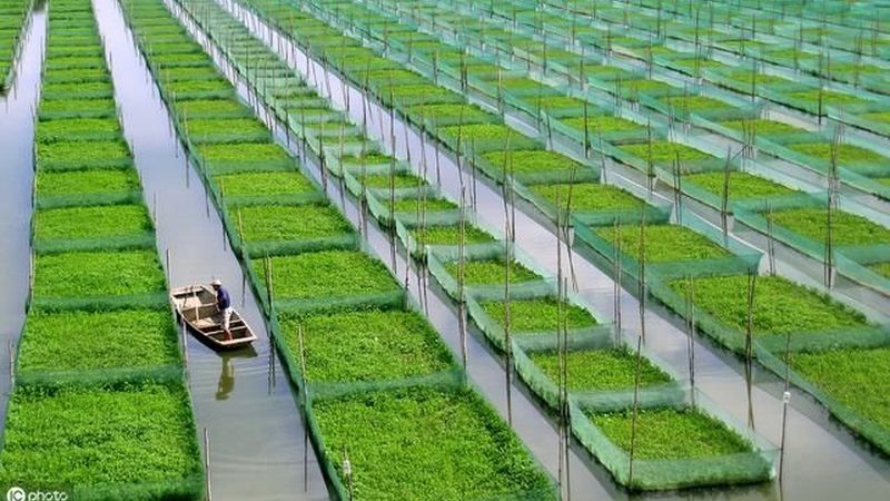 学校蔬菜配送方案：构建安全、高效的校园餐桌