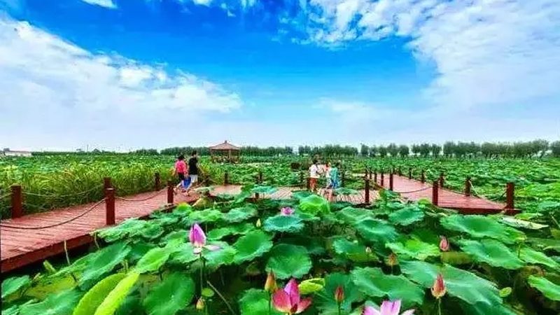 水果种植合作社加盟扶持政策：政策红利下的产业升级之路
