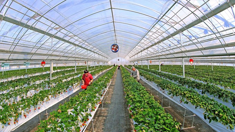 种植保险购买，这些材料你准备好了吗？**