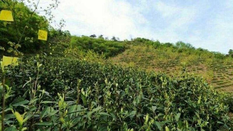 排水不畅的田块，种什么都白费力气