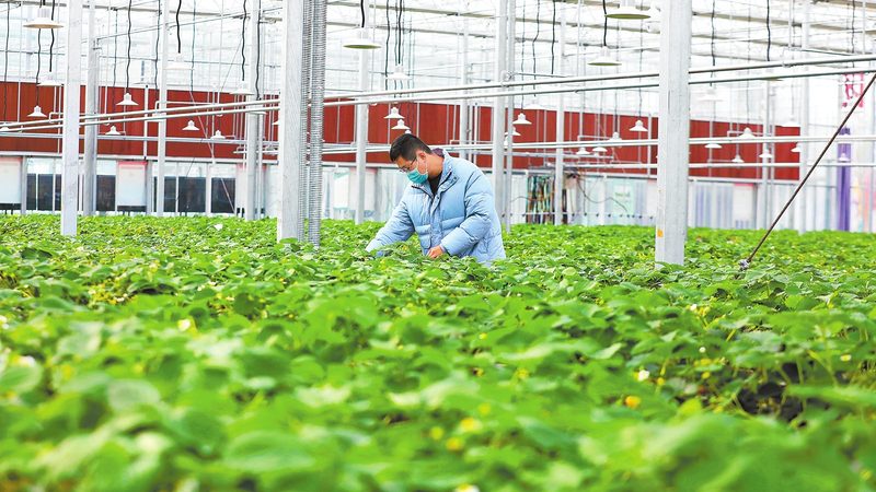 水肥一体化定制方案：为什么标准化产品总是不够用