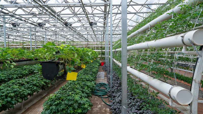 果蔬批发价格波动原因探析