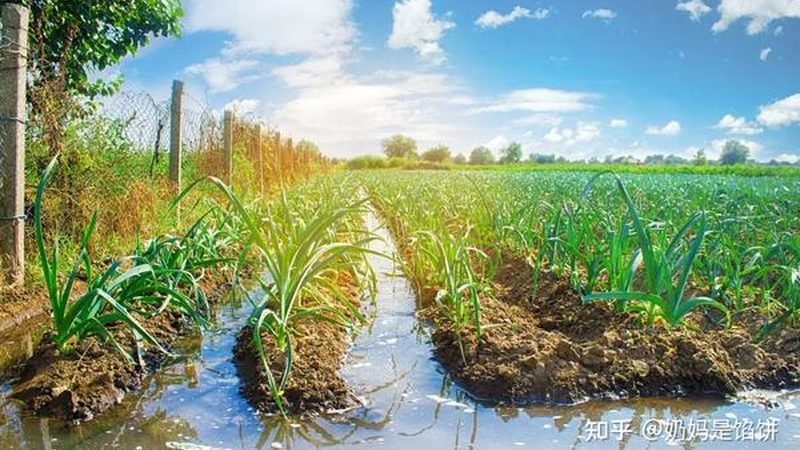 粮草轮作与养牛结合：高效农业循环的实践之道**