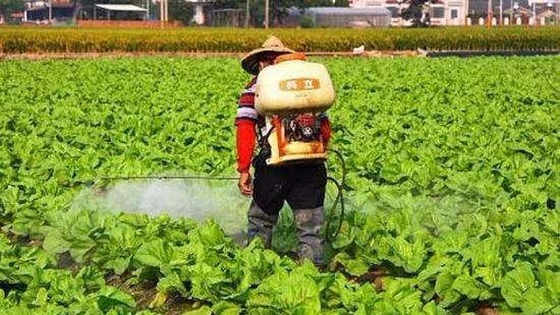 绿色食品认证现场检查怎么做